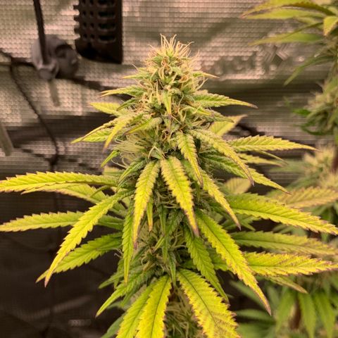 GC #3 growlog timeline photo