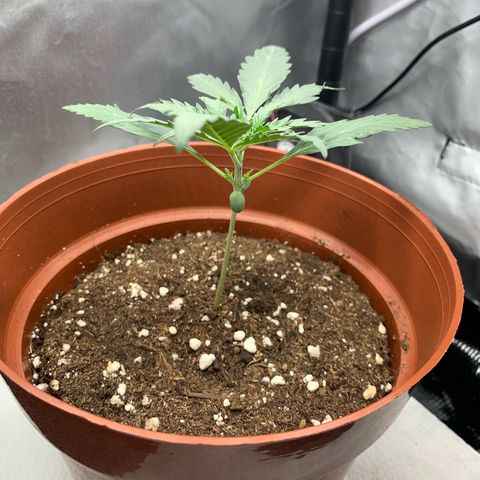 WeddingCake tryout growlog timeline photo