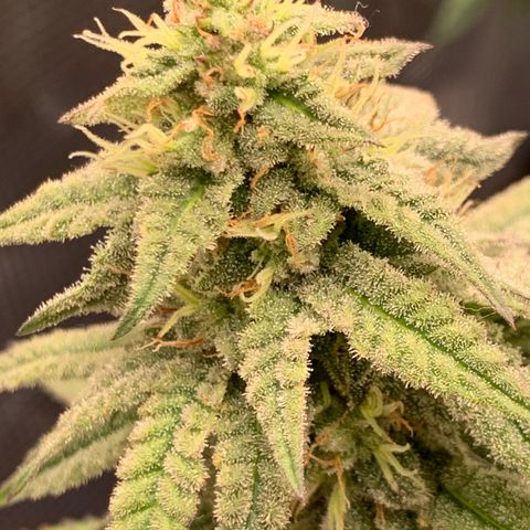 GC #1  growlog timeline photo