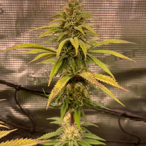 GC #3 growlog timeline photo