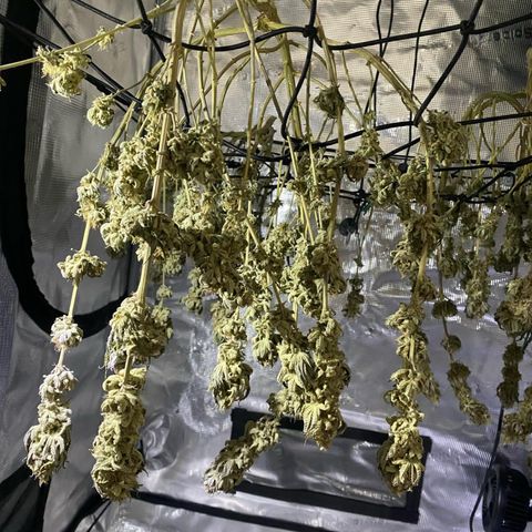 GC #2 growlog timeline photo