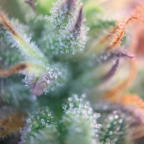 GC #3 growlog timeline photo