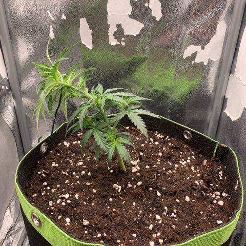 WeddingCake tryout growlog timeline photo
