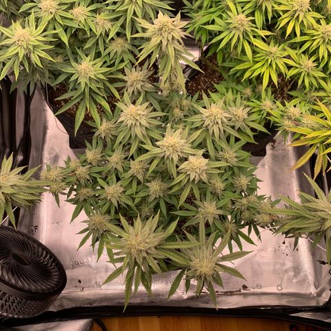 GC #1  growlog timeline photo