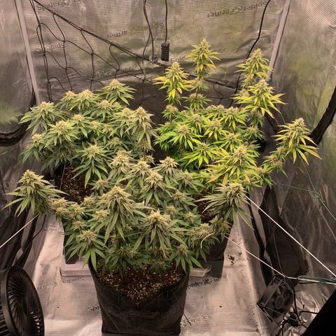 GC #1  growlog timeline photo