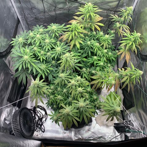 GC #1  growlog timeline photo