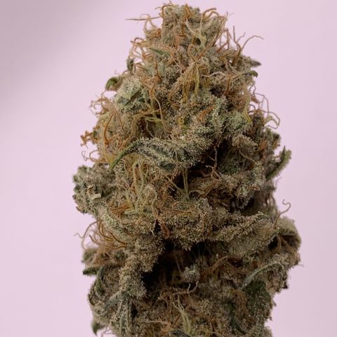 GC #2 growlog timeline photo