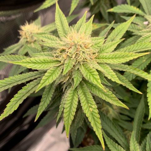 GC #2 growlog timeline photo