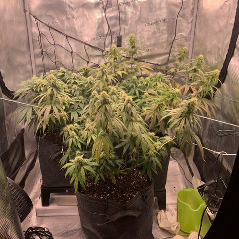 GC #1  growlog timeline photo