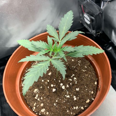 WeddingCake tryout growlog timeline photo