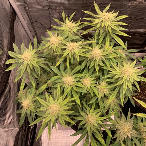 GC #2 growlog timeline photo