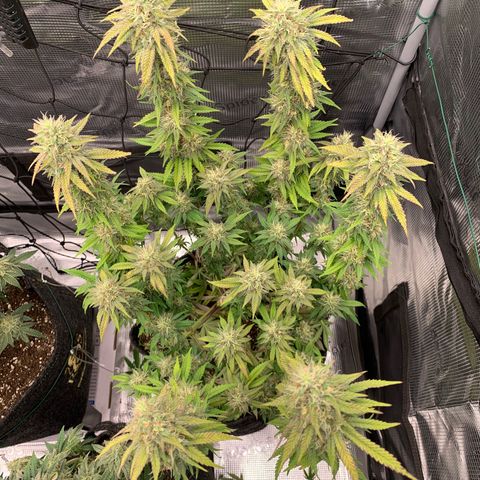 GC #3 growlog timeline photo