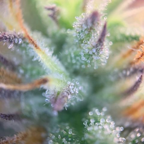 GC #3 growlog timeline photo