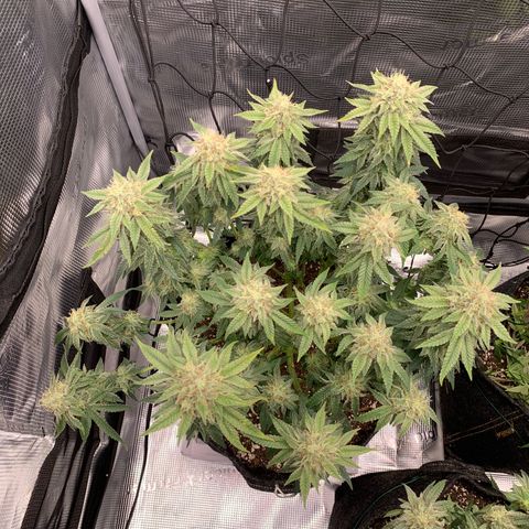 GC #2 growlog timeline photo