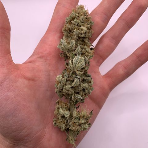 GC #2 growlog timeline photo