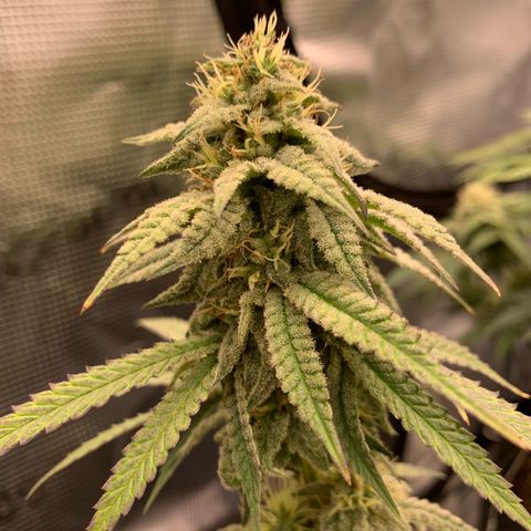 GC #1  growlog timeline photo