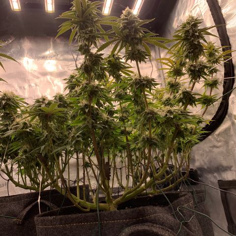 GC #1  growlog timeline photo