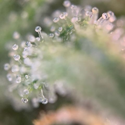 GC #3 growlog timeline photo