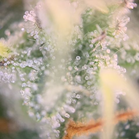 GC #2 growlog timeline photo