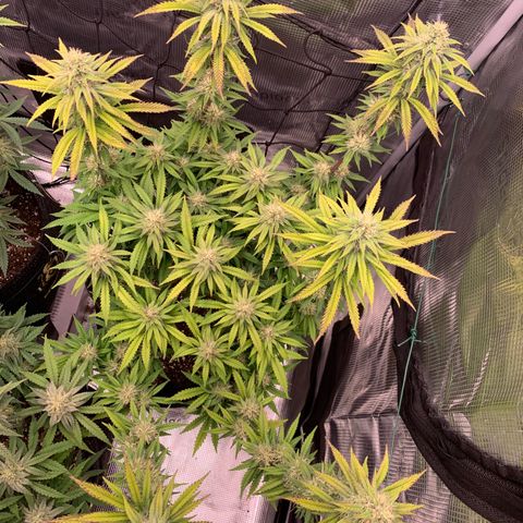 GC #3 growlog timeline photo