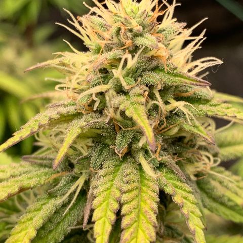 GC #3 growlog timeline photo