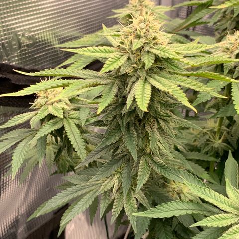 GC #2 growlog timeline photo