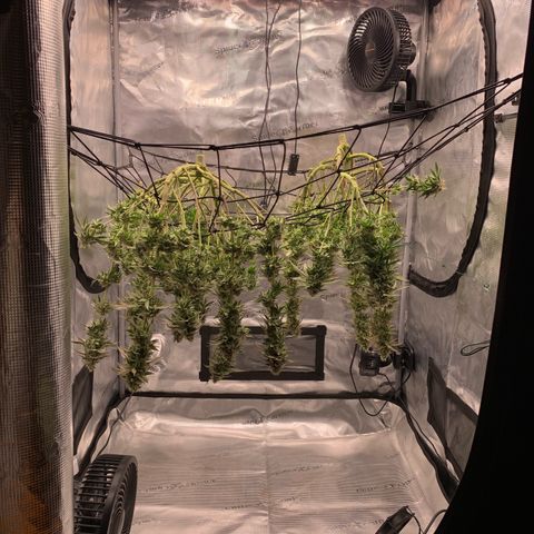 GC #3 growlog timeline photo
