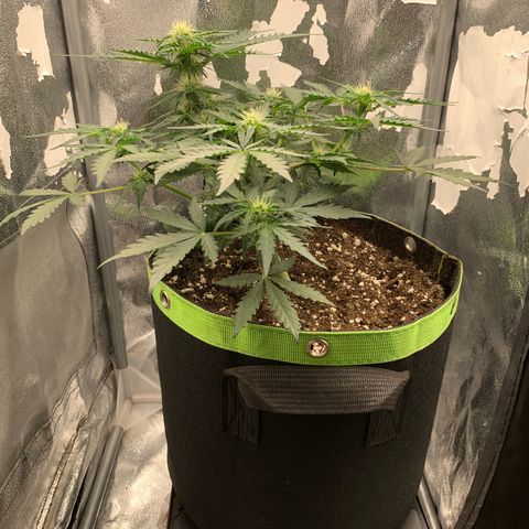 WeddingCake tryout growlog timeline photo