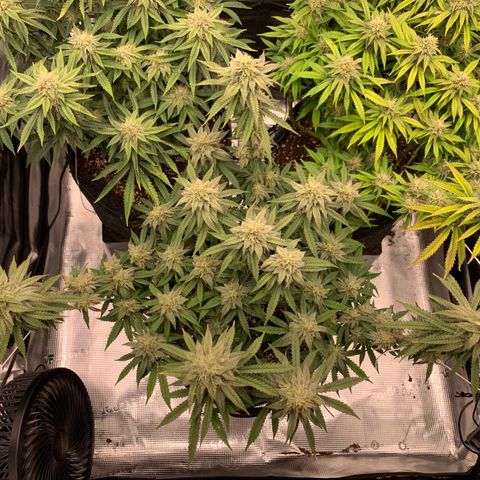 GC #1  growlog timeline photo