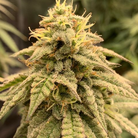 GC #1  growlog timeline photo