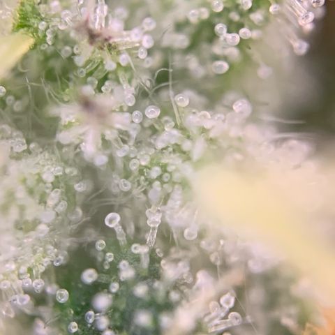 GC #2 growlog timeline photo