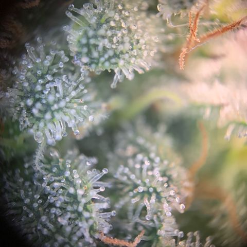 GC #1  growlog timeline photo