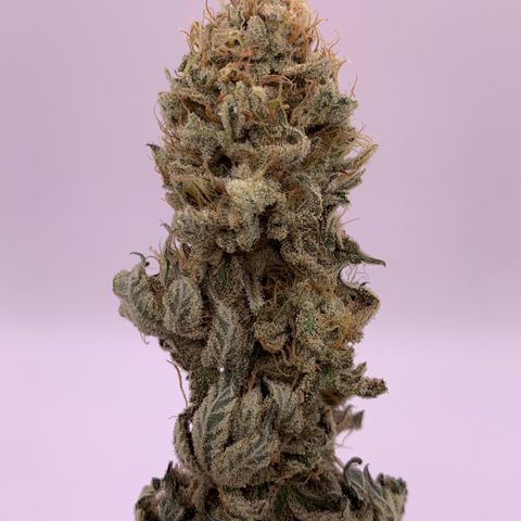GC #2 growlog timeline photo