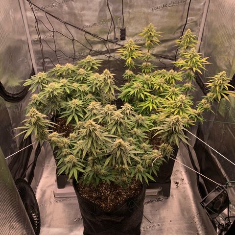 GC #1  growlog timeline photo