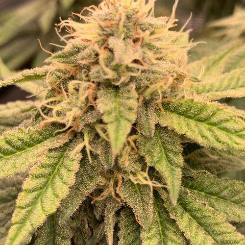 GC #2 growlog timeline photo