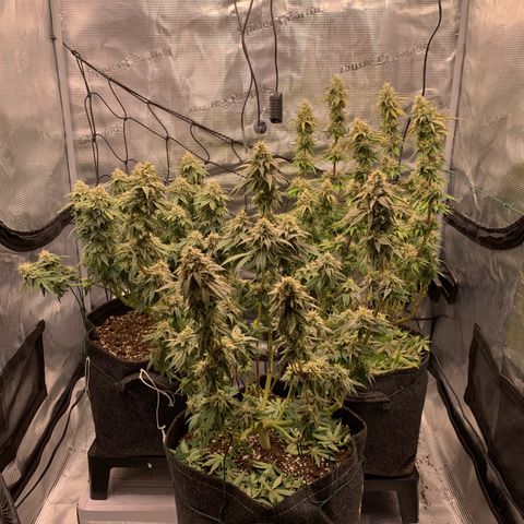 GC #3 growlog timeline photo