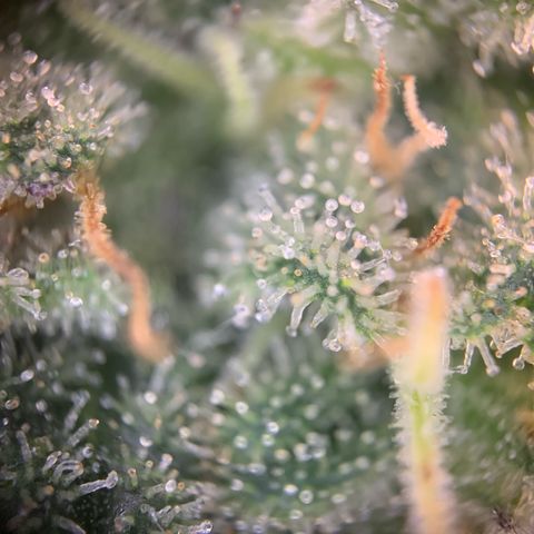 GC #1  growlog timeline photo