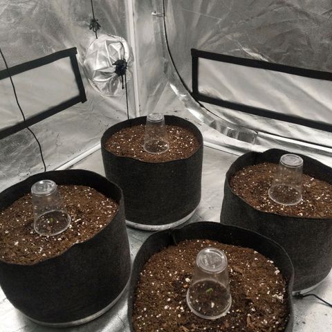 Bruce Banner FV 6-7wk flwr  growlog timeline photo