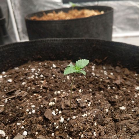 Bruce Banner FV 6-7wk flwr  growlog timeline photo