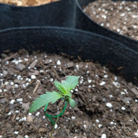 Bruce Banner FV 6-7wk flwr  growlog timeline photo
