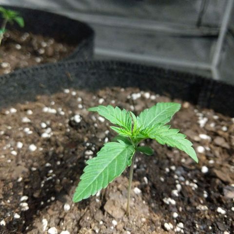 Bruce Banner FV 6-7wk flwr  growlog timeline photo
