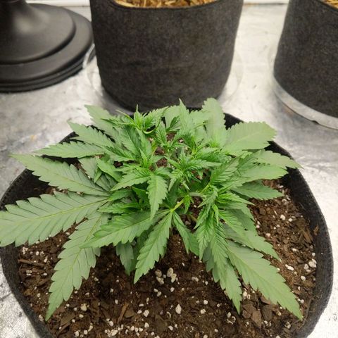 Bruce Banner FV 6-7wk flwr  growlog timeline photo