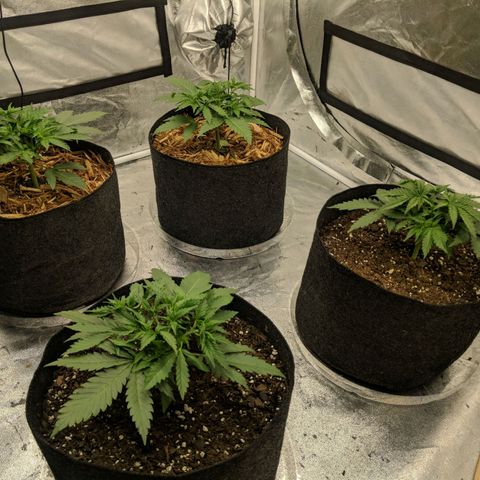 Bruce Banner FV 6-7wk flwr  growlog timeline photo