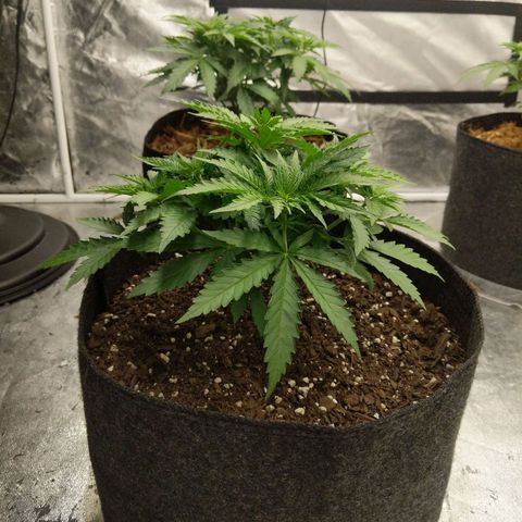 Bruce Banner FV 6-7wk flwr  growlog timeline photo