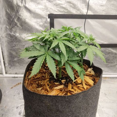 Bruce Banner FV 6-7wk flwr  growlog timeline photo