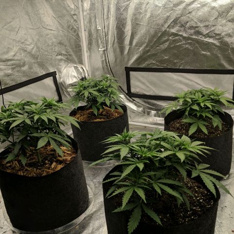 Bruce Banner FV 6-7wk flwr  growlog timeline photo