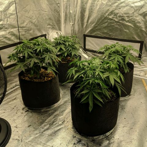Bruce Banner FV 6-7wk flwr  growlog timeline photo
