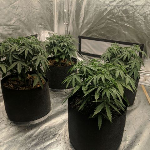Bruce Banner FV 6-7wk flwr  growlog timeline photo