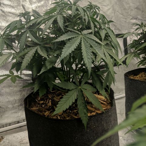 Bruce Banner FV 6-7wk flwr  growlog timeline photo