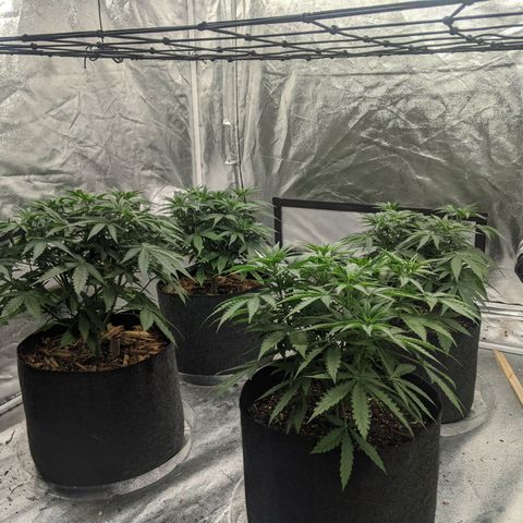 Bruce Banner FV 6-7wk flwr  growlog timeline photo